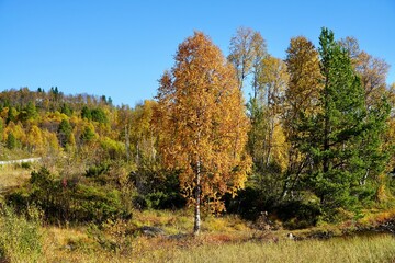 Autumn forest landscape with vibrant trees.