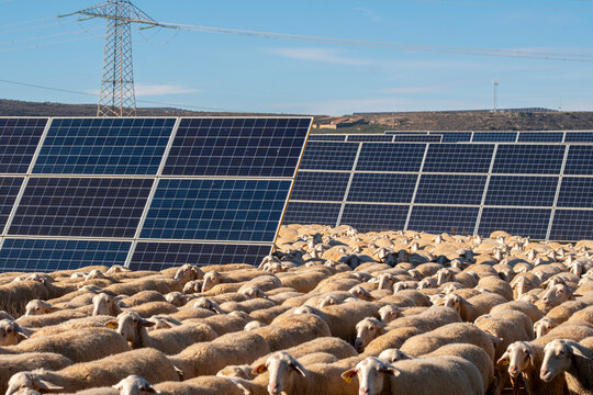 Solar farm with a flock of sheep grazing among photovoltaic panels, illustrating sustainable energy and land use.
