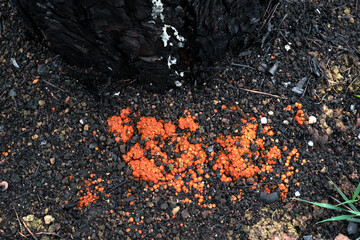Orange fungi growing on burnt ground after wildfire in legarda, navarre, spain