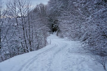 Obraz premium Serene winter landscape with snow-covered path.