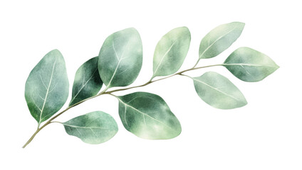 Fototapeta premium Watercolor eucalyptus branch with green leaves on black background, cut out