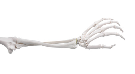 Artificial human skeleton model isolated on white, closeup