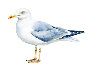 Obraz premium Detailed watercolor illustration of a majestic seagull, cut out