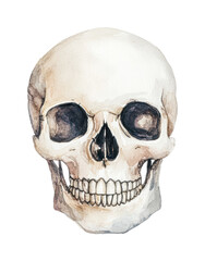 Obraz premium Watercolor human skull illustration - detailed anatomical art with pale tones, cut out