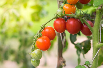 Tomatoes Fresh and ripe organic.