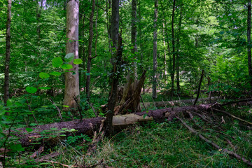 Moss wrapped part of broken hornbeam lying
