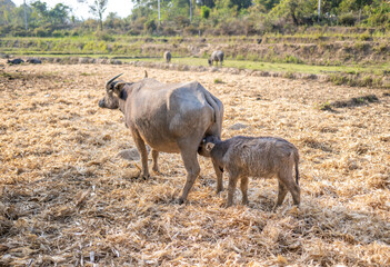 Fototapeta premium Water Buffalo suckling milk from mother,in rainforest farmland,Pai District,Northern Thailand.