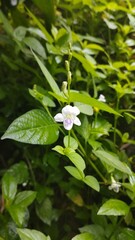 The small white flowers are very beautiful