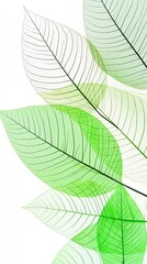 Obraz premium Transparent Green Leaves