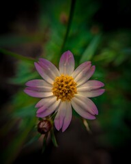 Obraz premium A cosmos flower with purple petals, complemented by an elegant crown and a fresh, distinctive fragrance.