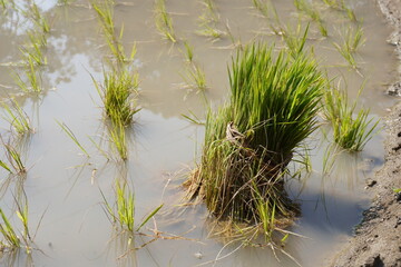 The bundle of rice seedlings in a paddy field, ready for transplanting