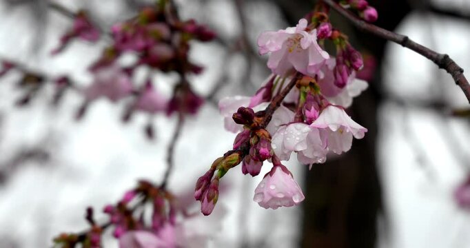 Spring Reflections, Cherry Blossoms and Raindrops.