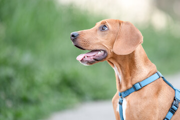 Yellow playful rescued dog learning obedience during a walk
