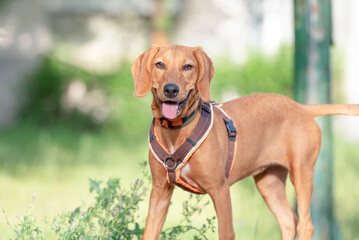 Yellow playful rescued dog learning obedience during a walk