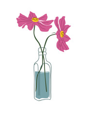 Two pink Flowers in glass vase. Fresh cut blooms, floral plants in bottle with water. Beautiful delicate Cosmos flowers arrangement. Vector colorful illustration isolated