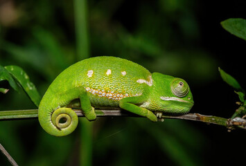 A cute juvenile flap-necked chameleon (Chamaeleo dilepis) in the wild