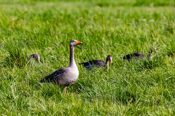 greylag geese