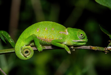 A cute juvenile flap-necked chameleon (Chamaeleo dilepis) in the wild
