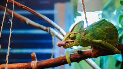 Chameleon with tongue out on a branch