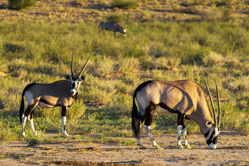 Gemsbok  or South African oryx (Oryx gazella) at,Kgalagadi Transfrontier Park, Northern Cape. South...