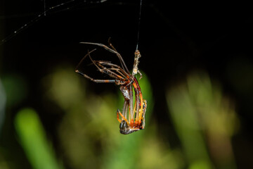 A juvenile banded-legged golden orb-weaver (Trichonephila senegalensis) molting on its web