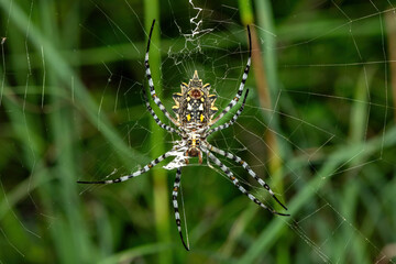 A beautiful garden orb-web spider (Argiope sp) in the bushveld, in KwaZulu-Natal, South Africa