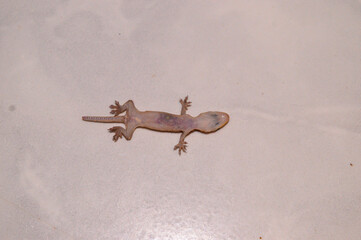 Photo of baby gecko. Photo of dead baby gecko. Close up photo of gecko. Photos taken from various angles. Blurred background.
