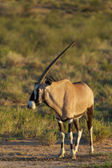 Gemsbok  or South African oryx (Oryx gazella) at,Kgalagadi Transfrontier Park, Northern Cape. South Africa.
