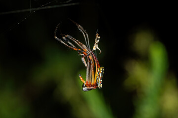 A juvenile banded-legged golden orb-weaver (Trichonephila senegalensis) molting on its web
