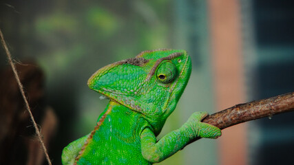Green chameleon on a branch in close-up