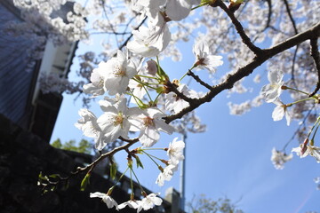 桜（cherry tree blossom）