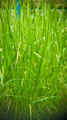 Fresh green grass in close-up view, showcasing the beauty of fresh vegetation in a serene outdoor setting..Vertical Photo.