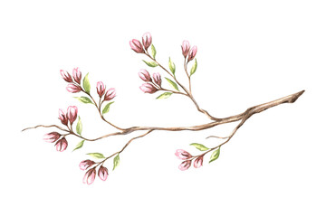 Pink buds flowers of almond with leaves on tree branch. Sakura, cherry blossom. Watercolor illustration hand painted isolated. Spring blooming fruit plant. Botanical clipart for card, cosmetic, print.