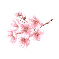Pink flowers of almond with buds on tree branch. Sakura, cherry blossom. Watercolor illustration hand painted isolated. Spring blooming fruit plant. Botanical clipart for postcard, cosmetic, textile.