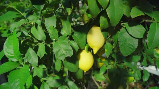 Ripe and juicy orange on a tree in the garden