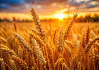 Fototapeta premium Golden wheat, sun-kissed; harvest's rich abundance revealed in macro detail.