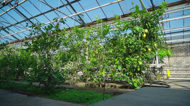 Growing lemons in a greenhouse