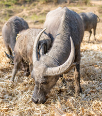 Fototapeta premium Water Buffalo,in rainforest farmland,Pai District,Northern Thailand.