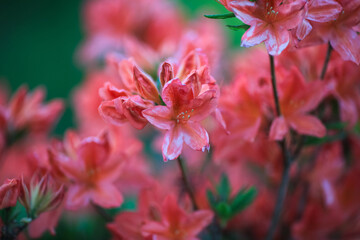 Blooming Rhododendron