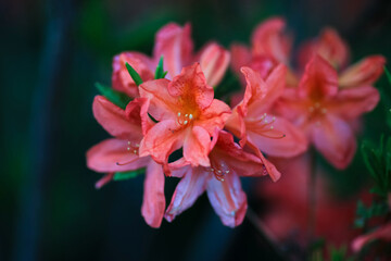 Blooming Rhododendron