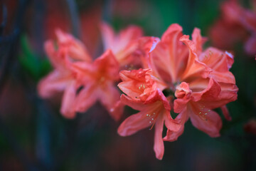 Blooming Rhododendron