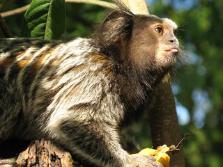 monkey brazil jungle