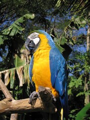 macaw arara brazil Parrot 