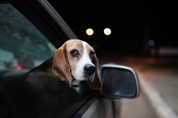 Beagle Dog Looking Out a Car Window at Night with Lights;