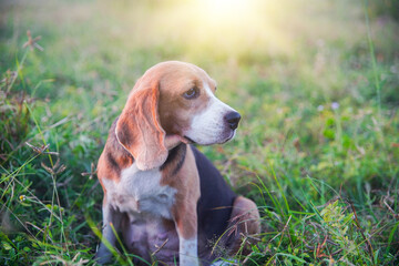 Beagle Dog Sitting Outdoors in a Grassy Field at Dawn