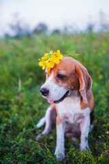 Beagle Dog in Nature With Yellow Flowers on Its Head