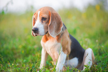 Beagle Dog Sitting Outdoors in a Green Grassy Field