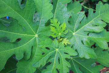 Vibrant Green Common Fig Leaves Showcasing Unique Patterns in Organic Growth