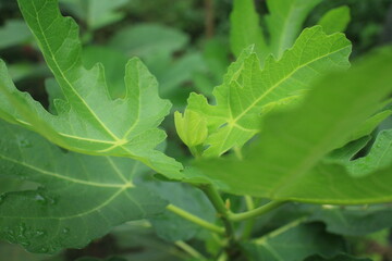 Close-Up of Fresh Green Fig Leaves in a Vibrant Natural Setting