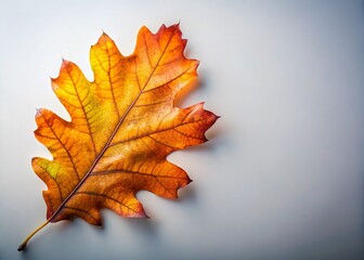 Fototapeta premium Single Oak Leaf Clip Art - Autumn Nature Element, Left Side Copy Space